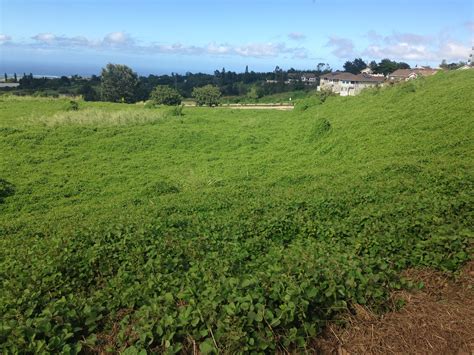 Kulamalu Affordable Rental Project Breaks Ground Maui Now Hawaii News
