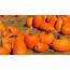 Protect Your Pumpkin Patch From Pest Birds  Avian Control