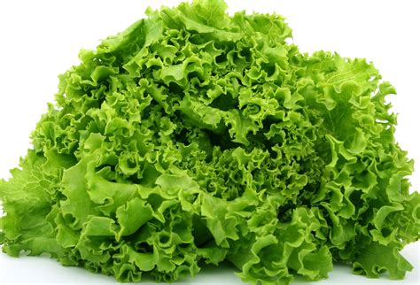 Free Picture Lettuce Salad Food Vegetable Leaf Herb Organic