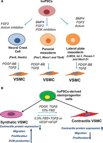 Differentiation And Application Of Induced Pluripotent Stem Cell