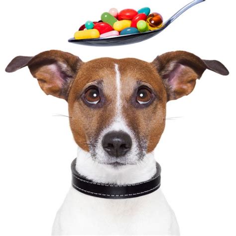 Pets first veterinary center is accredited by the american animal hospital association (aaha). Pet Pharmacy | Art Museum Veterinary Center - Philadelphia ...