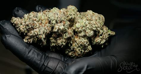 Which Cannabis Strains Produce the Biggest Buds?‏ - WeedSeedShop