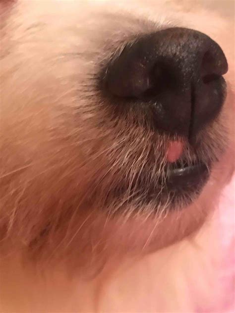 Why Does My Dog Have Pink Spots On His Lips