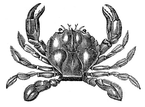 Crab Black And White Vintage Clip Art 3 Fine Crabs 2 Wikiclipart