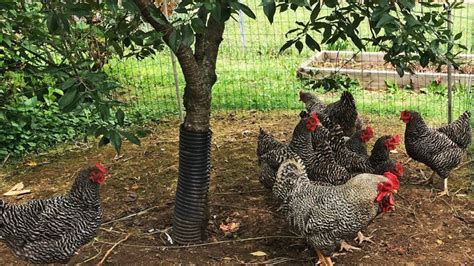 Raising Chickens Pros And Cons Newsmag Direct