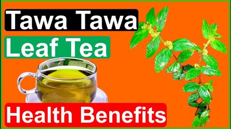 Tawa Tawa Leaf Tea Uses And Benefits Euphorbia Hirta Youtube
