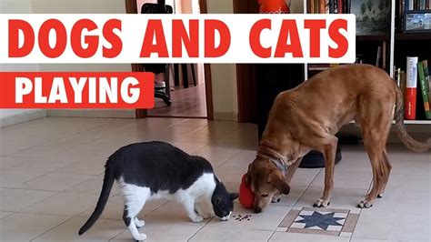 Dogs And Cats Playing Unlikely Friends Youtube