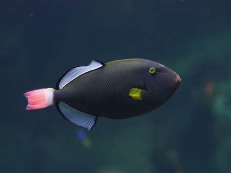 Pinktail Triggerfish Melichthys Vidua Balistidae Trigge Flickr