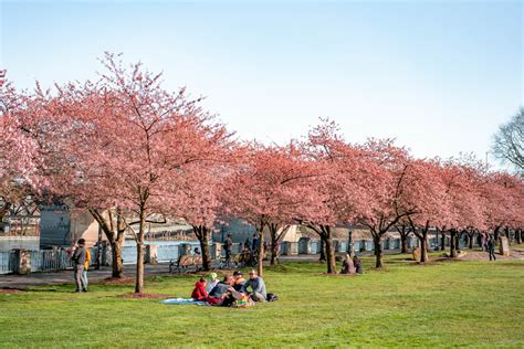 The Portland Cherry Blossom Tracker What To Expect 2021