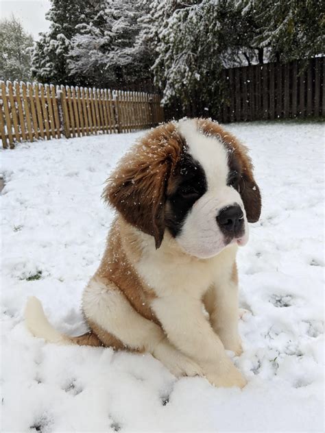St Bernard Puppy Enjoying The Snow Raww