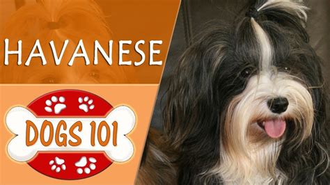 Dogs 101 Havanese Top Dog Facts About The Havanese Youtube