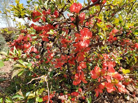 Chaenomeles Speciosa Texas Scarlet Red Flowering Quince