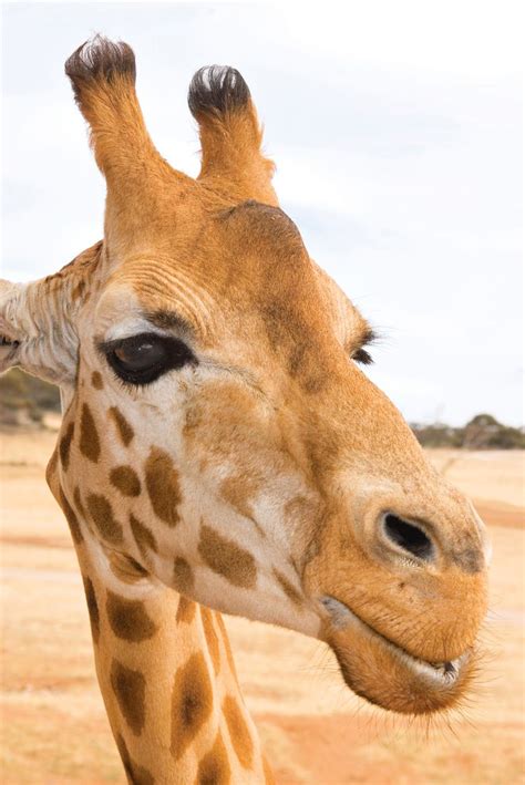 Giraffe Horns Are Called Ossicones Giraffe Animals Giraffe Birthday