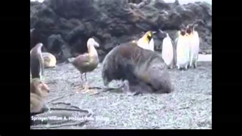 A Seal Sexually Harrassing A Penguin Youtube