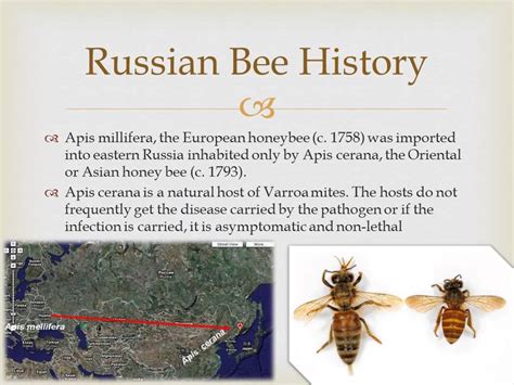 The Russian Honey Bee Part 1 Youtube