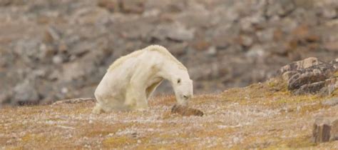Shocking Footage Shows Starving Polar Bear Digging Through Garbage Video