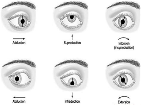 Eye Muscles And Ocular Movements Laws Of Ocular Motility