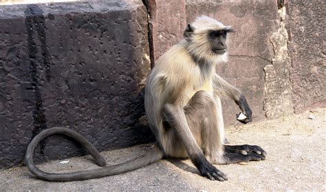 Filelangur Monkey Orchha Madhya Pradesh India Wikimedia Commons