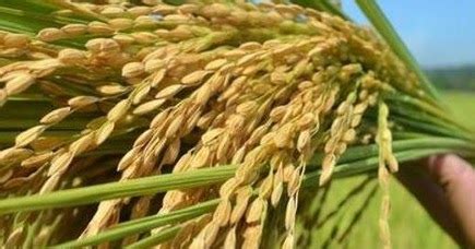 Dalam bidang perikanan dan akuakultur, malaysia ialah ahli pertubuhan. Anim Agro Technology: DASAR AGROMAKANAN - PENGELUARAN PADI