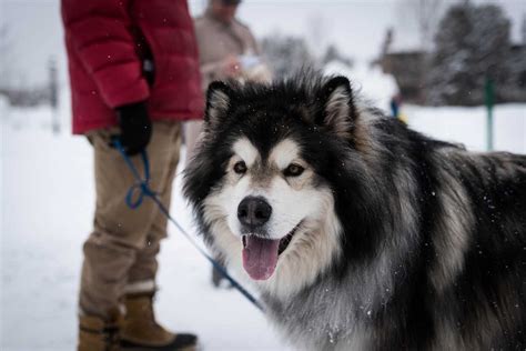 Cute puppies · dog adoption · puppies for sale · popular breeds Alaskan Malamute Dog Breed » Information, Pictures, & More