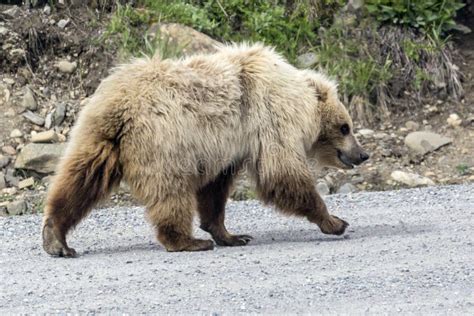 Wild Grizzly Bear In Denali National Park Alaska Stock Photo Image