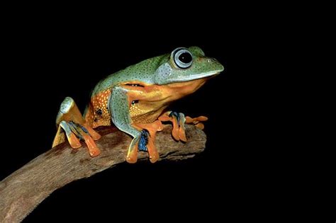 In The Dark Frog Tree Frogs Amphibians