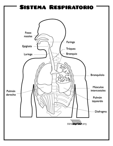 Sistema Respiratorio Para Imprimir En Pdf
