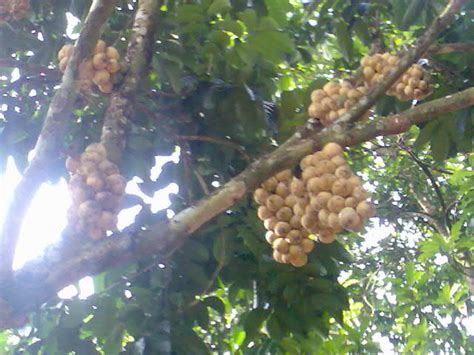 (11) • anticancer / young fruit extract: Fruit Trees For Sale: Lanzones