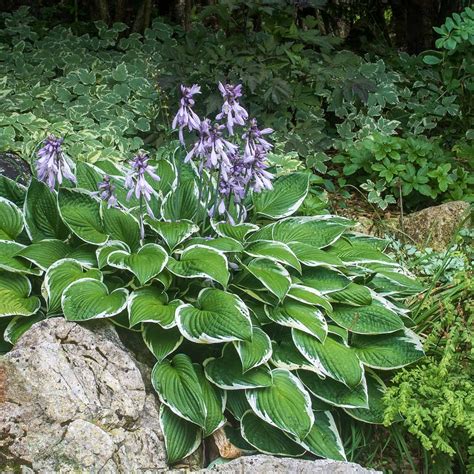 Perennial Ground Cover 21 Low Growing Plants That Thrive In The Shade