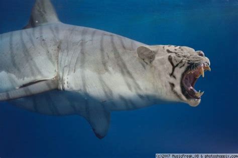 10 Hybrid Sharks You Hope Never Exist