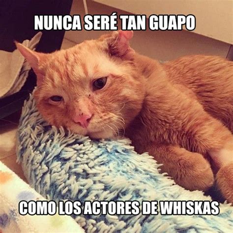 Estos Son Los Mejores Memes Para Celebrar El Día Internacional Del Gato