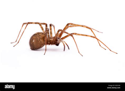 Hobo Spider Eratigena Agrestis Stock Photo Alamy