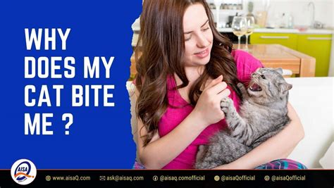 Why Does My Cat Bite Me Understanding Your Felines Behavior