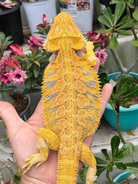 Holdback Hypo Citrus Tiger Male Central Bearded Dragon By Yellow Room