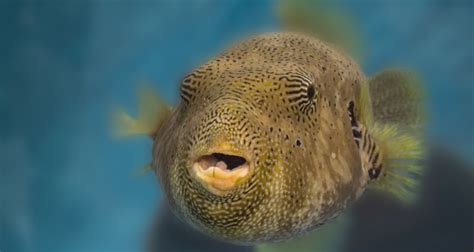 National Aquarium Pufferfish Maryland Daily Record