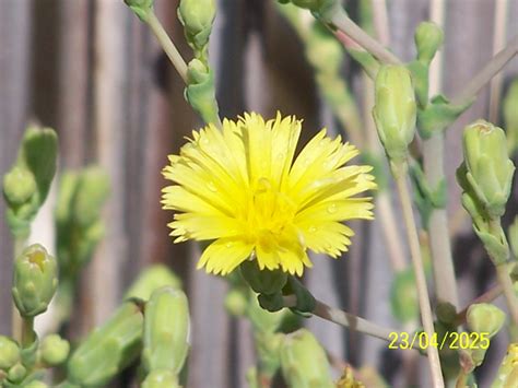 Mis Fotos ¿has Visto La Flor De La Lechuga