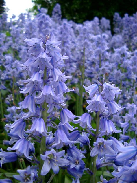 Free Stock Photo Of Glade Of Colorful Blue Bells Photoeverywhere
