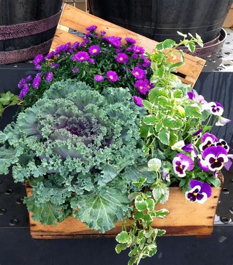 Kale And Pansies In A Box For Fall Plantings Garden