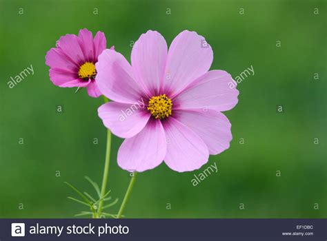 Pink Cosmos Flowers Cosmos Bipinnatus Stock Photo Alamy