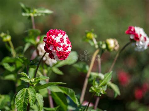 Red And White Flowers Stock Photo Image Of Field Wild 100076230