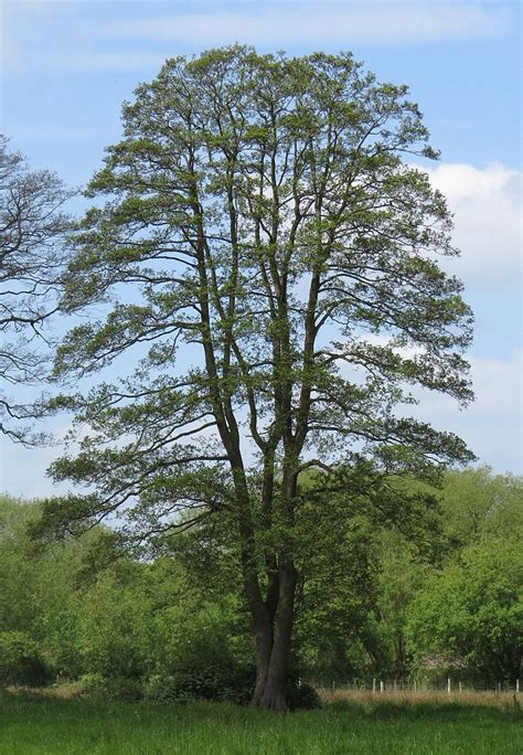 Common Alder Alnus Glutinosa Beautiful Tree Trees To Plant Photo Tree
