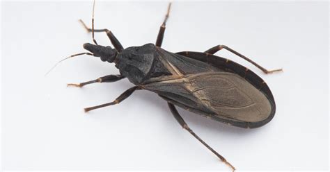 Cdc Kissing Bug Reported In Florida