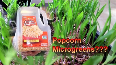 Popcorn Microgreens Will Orville Redenbacher Popcorn Grow Youtube