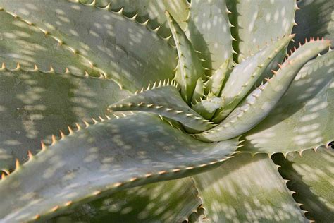 14 Unusual Aloe Types For Your Frost Free Garden