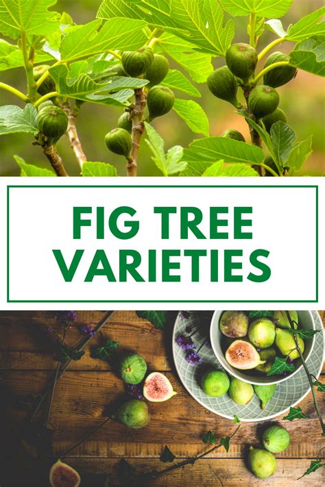 Fig Tree Varieties Types Of Fig Trees Fig Tree Fig Tree Types Fig