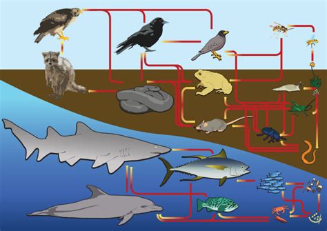 Learn About Food Chains And Food Webs For Kids Hubpages