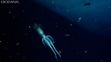 The 10 Most Bizarre Creatures Found In The Ocean In 2021