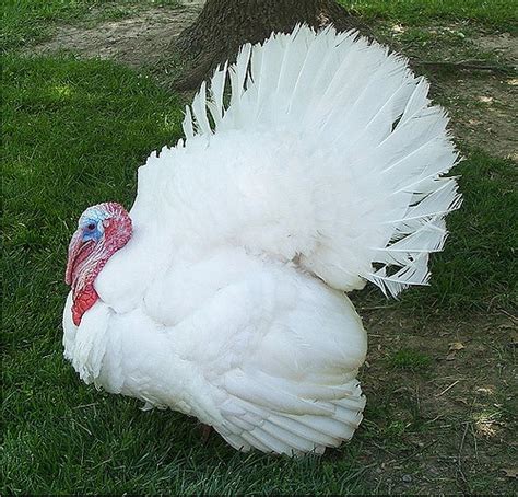 Domestic Turkey Animals Wiki Fandom