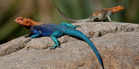 12 Delightful Facts About Lizards The Fact Site