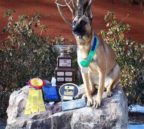 Dog Training Cost-Free Consultation - South Denver, CO